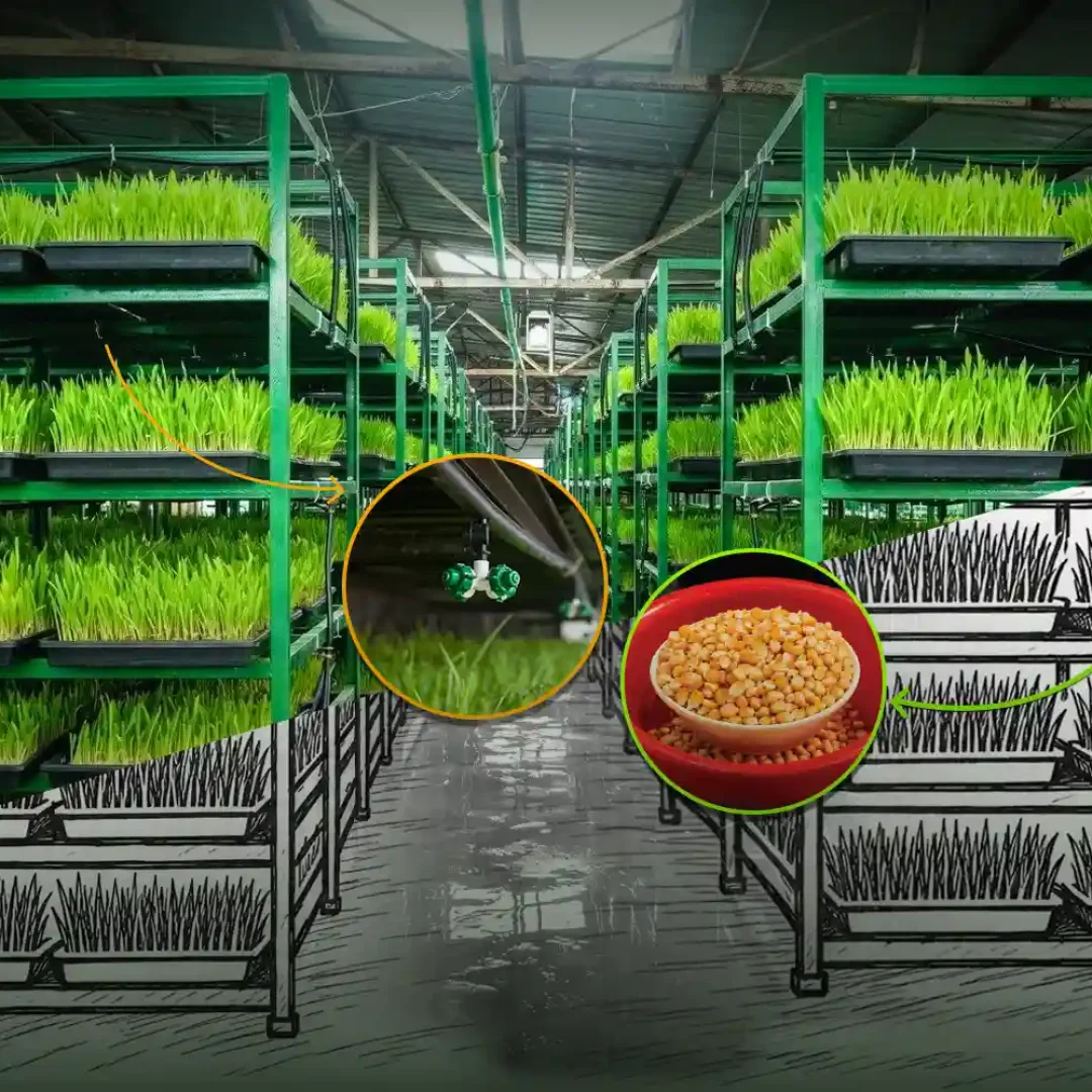 hydroponics